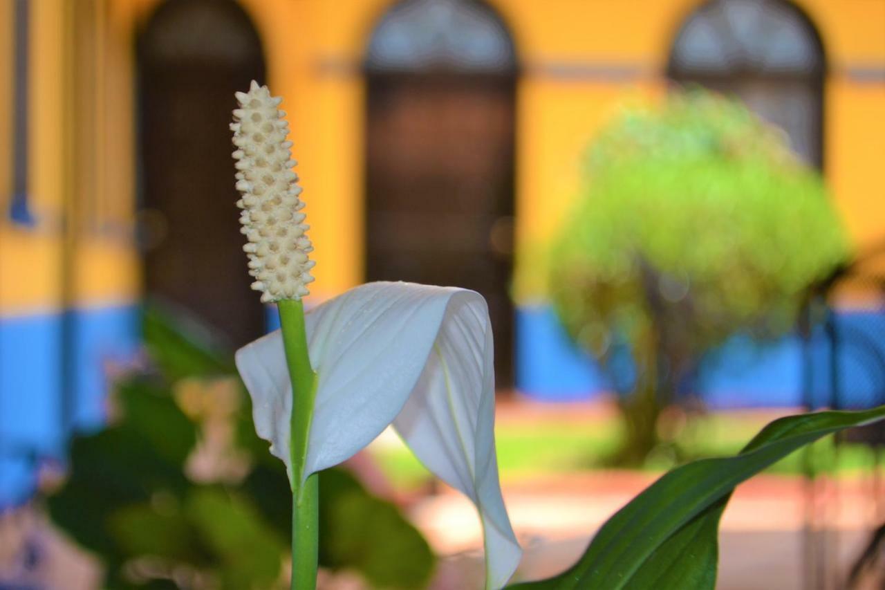 Hotel Delfin Comitan Dış mekan fotoğraf